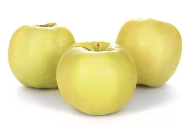 mollë për trajtimin e venave me variçe